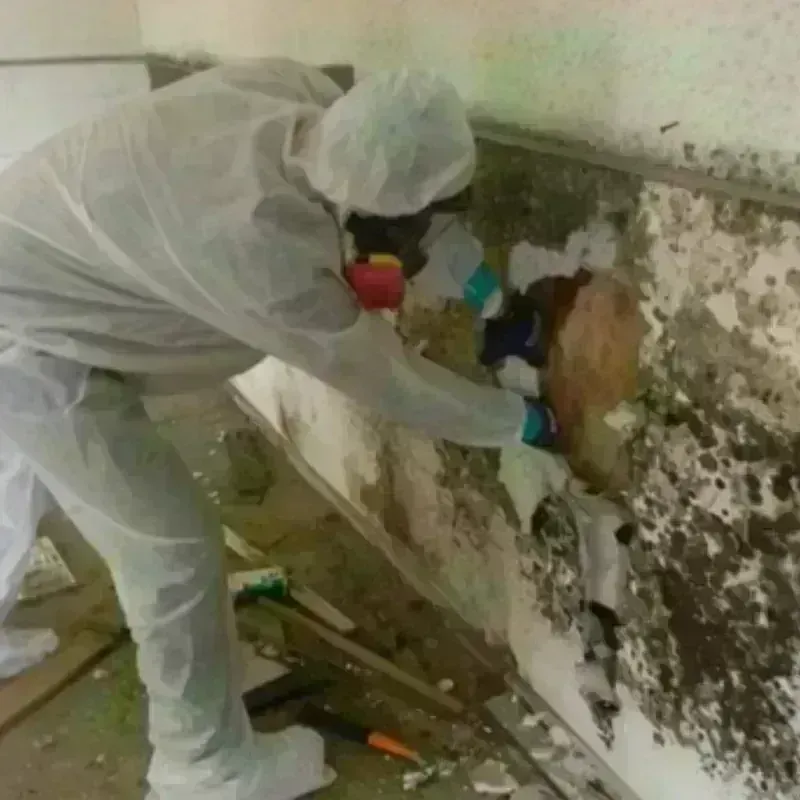 Mold Remediation and Removal in Grass Valley, CA